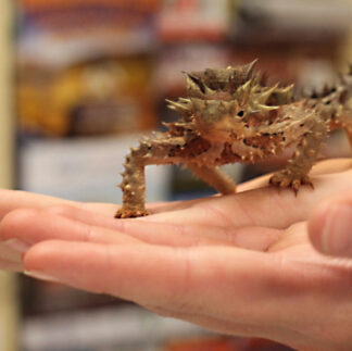 Alice-Springs-Reptile-Centre