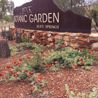 Olive-Pink-Botanic-Garden (1)