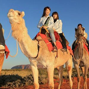 uluru-camel-tours